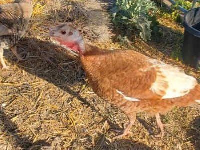 Heritage Turkeys