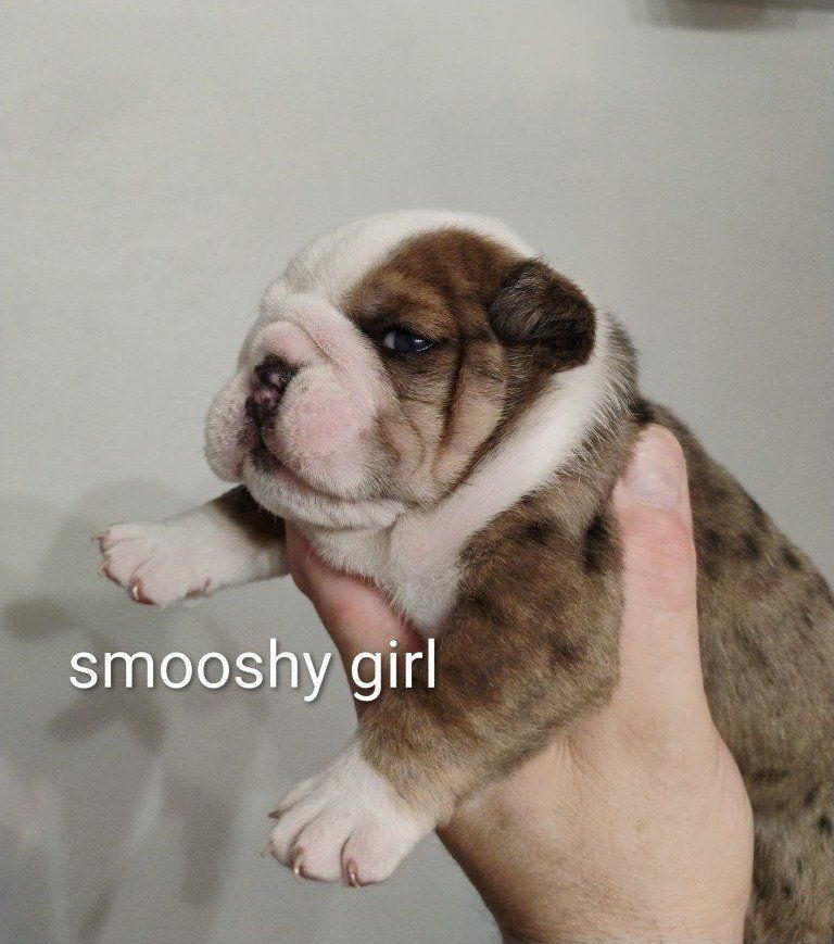 AKC Champion English Bulldog Puppies
