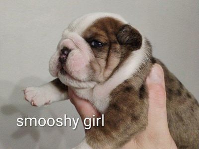AKC Champion English Bulldog Puppies