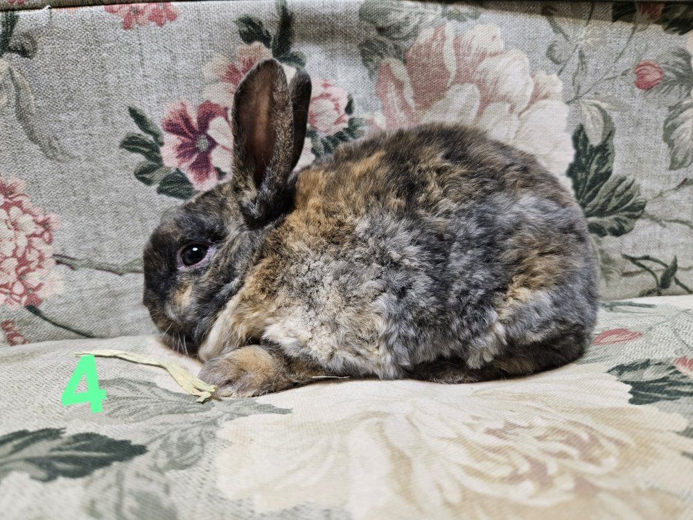 Mini Rex Male Kit