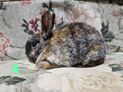 Mini Rex Male Kit