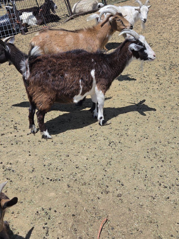 silky nigerian dwarf