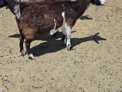 silky nigerian dwarf