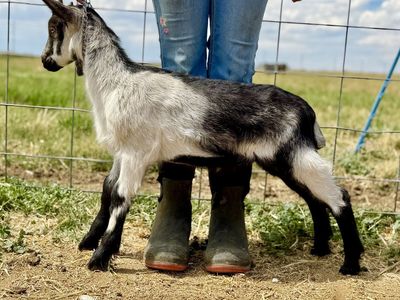 High Quality Alpine Pack/Breeder Buck~ ADGA Regiserable