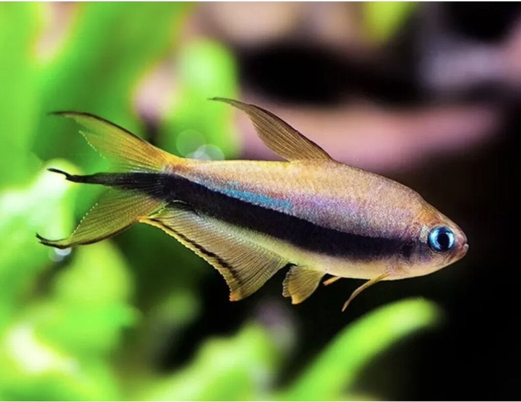 Emperor Tetras Nematabrycon Palmeri