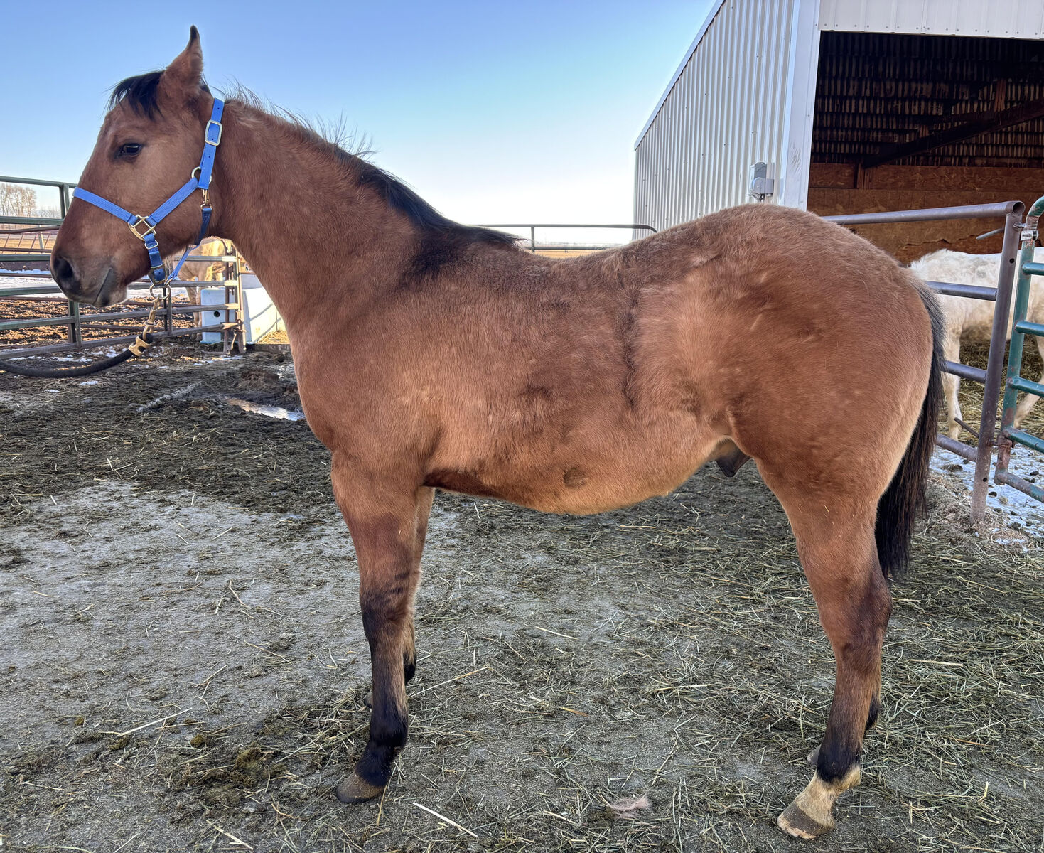 2025 Dun AQHA Stud Colt "Mac"