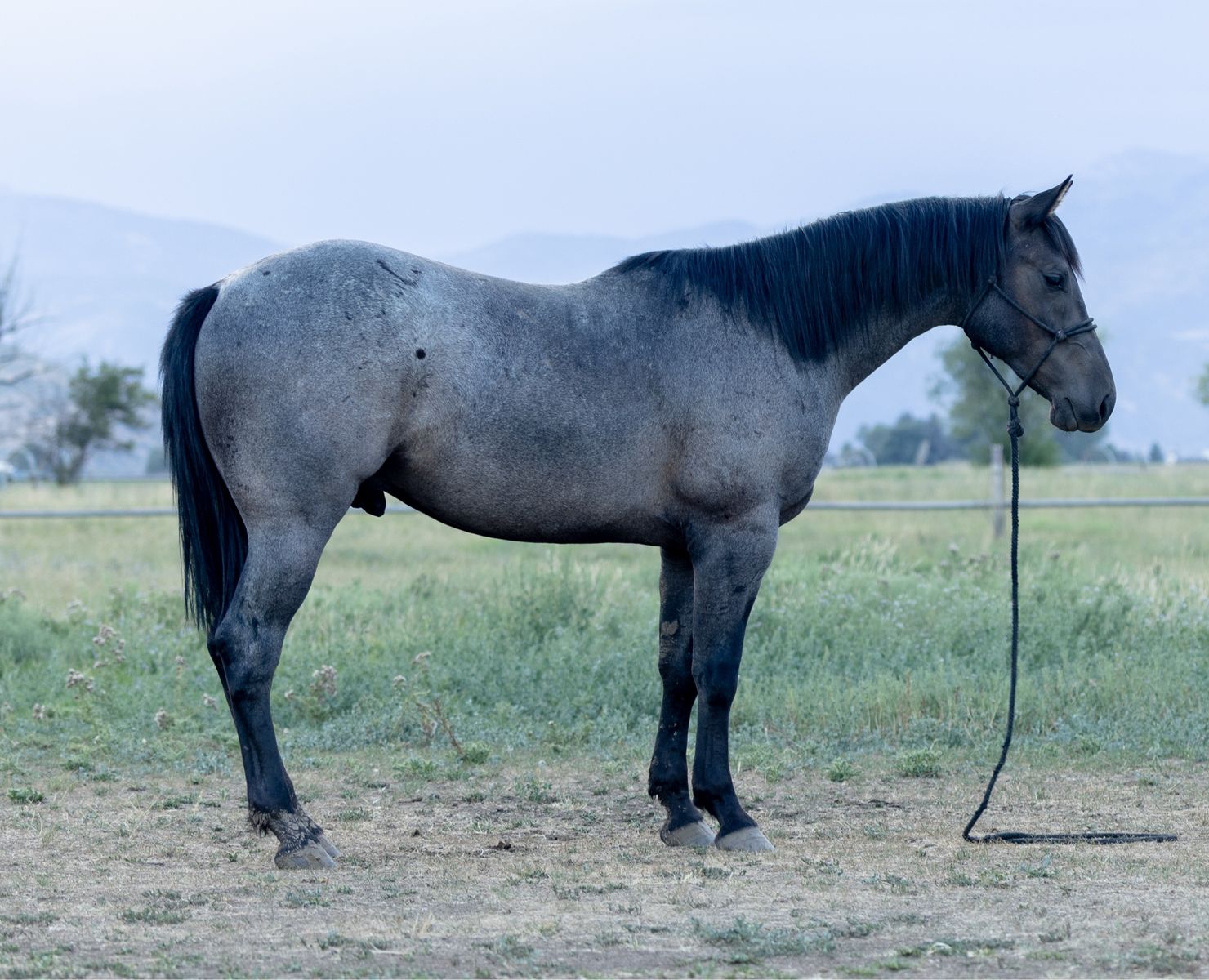 AQHA BLUE ROAN 2 YR OLD GELDING