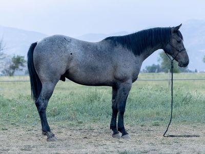 AQHA BLUE ROAN 2 YR OLD GELDING
