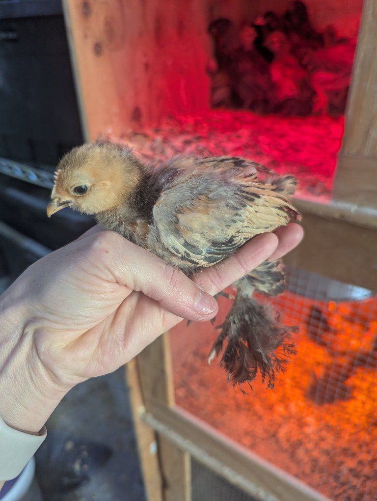 Millie D'Fluer Chicks (2)