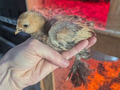 Millie D'Fluer Chicks (2)