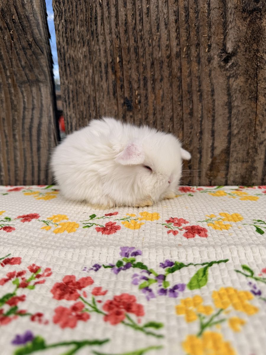 Adorable little fluff balls!