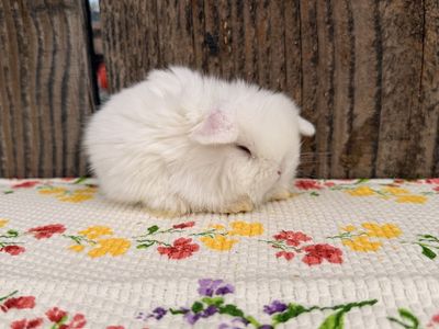 Adorable little fluff balls!