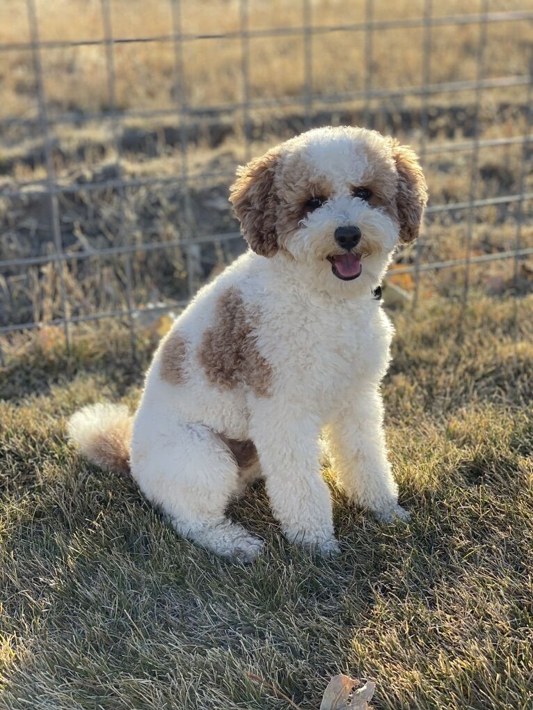 AKC Toy Poodle At Stud