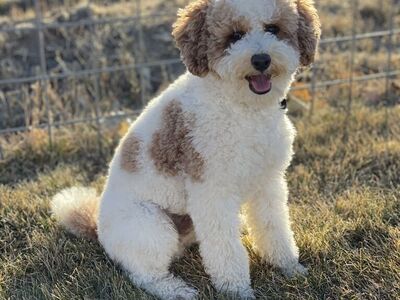 AKC Toy Poodle At Stud