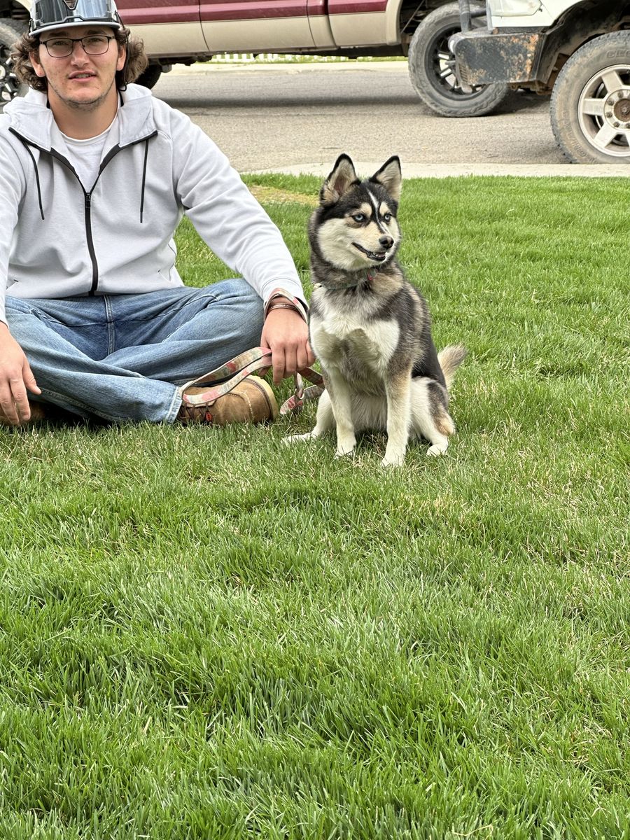 Female ( Breeding Rights)  Pomsky