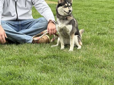 Female ( Breeding Rights) Pomsky