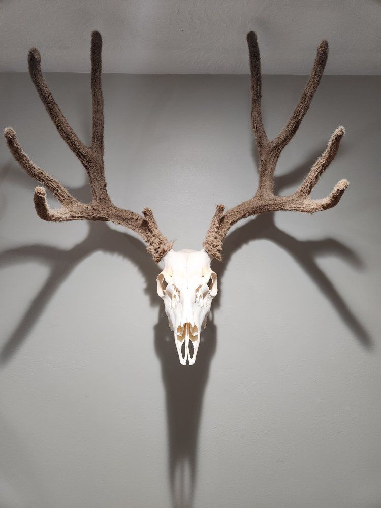 Euro Mounts