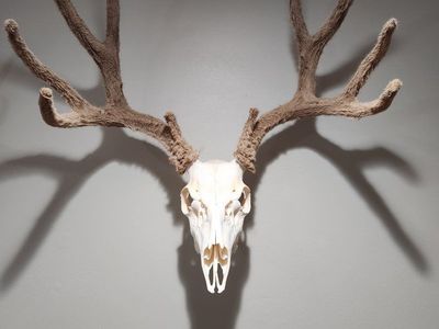 Euro Mounts