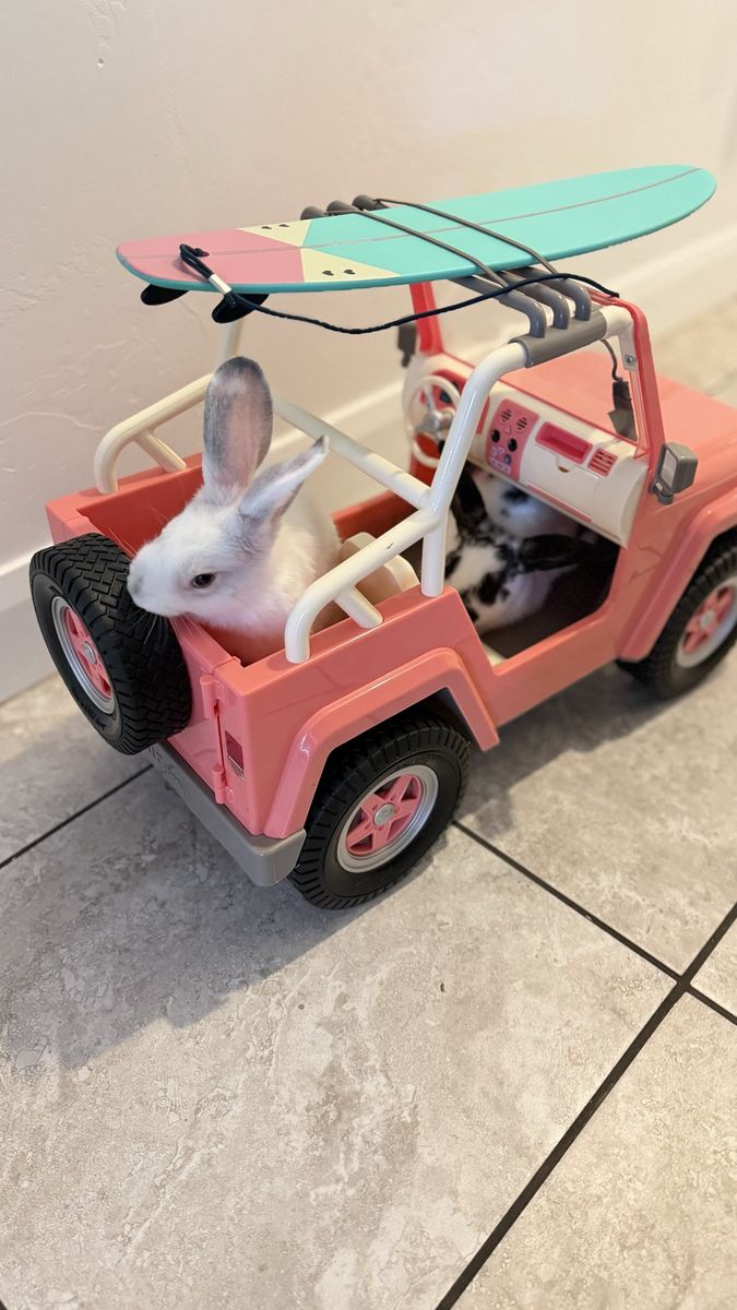 Adorable Pet Bunnies for Sale - Various Colors & Patterns Rex/ Lop Mix