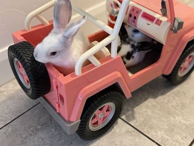 Adorable Pet Bunnies for Sale - Various Colors & Patterns Rex/ Lop Mix