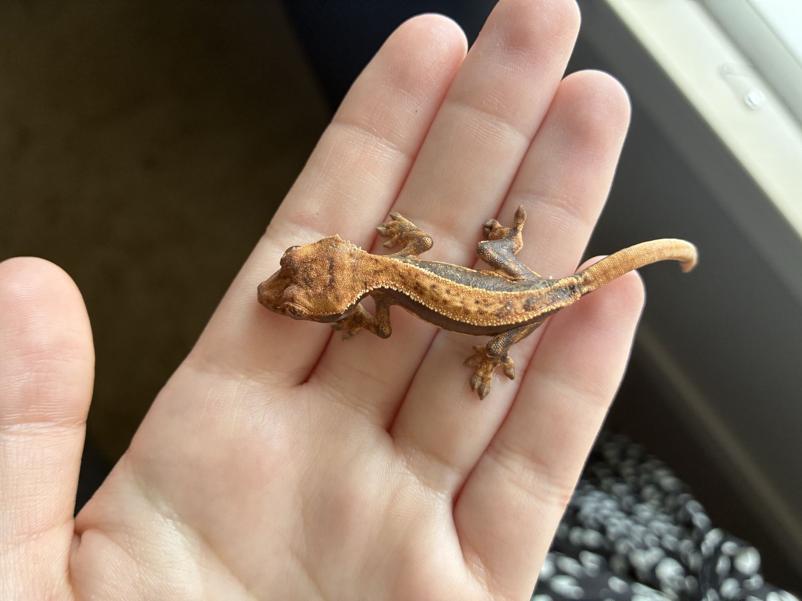 Beautiful Harlequin Partial Pinstripe Baby Crested Gecko