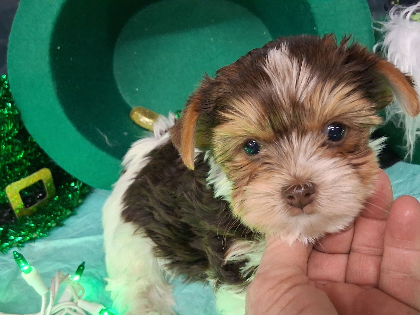 Adorable Male Yorkie/yorkshire Puppies!