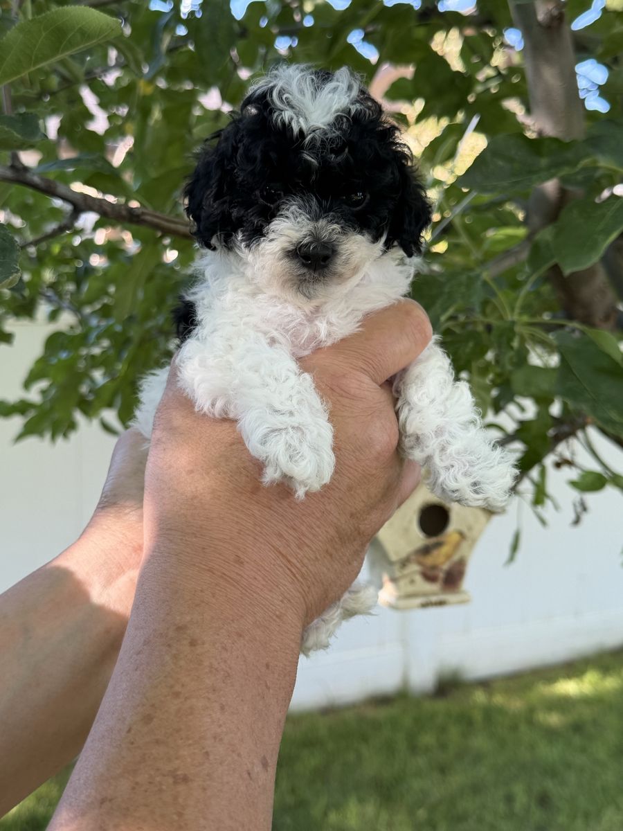 ACK Registered Toy & Teacup Poodles - Hypoallergenic, Crate Trained Puppies