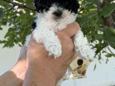 ACK Registered Toy & Teacup Poodles - Hypoallergenic, Crate Trained Puppies