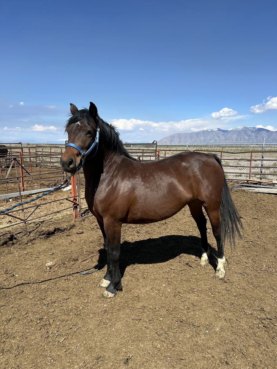 3 Year Old Morgan Mare – Clean Slate Project