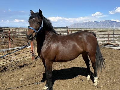 3 Year Old Morgan Mare – Clean Slate Project