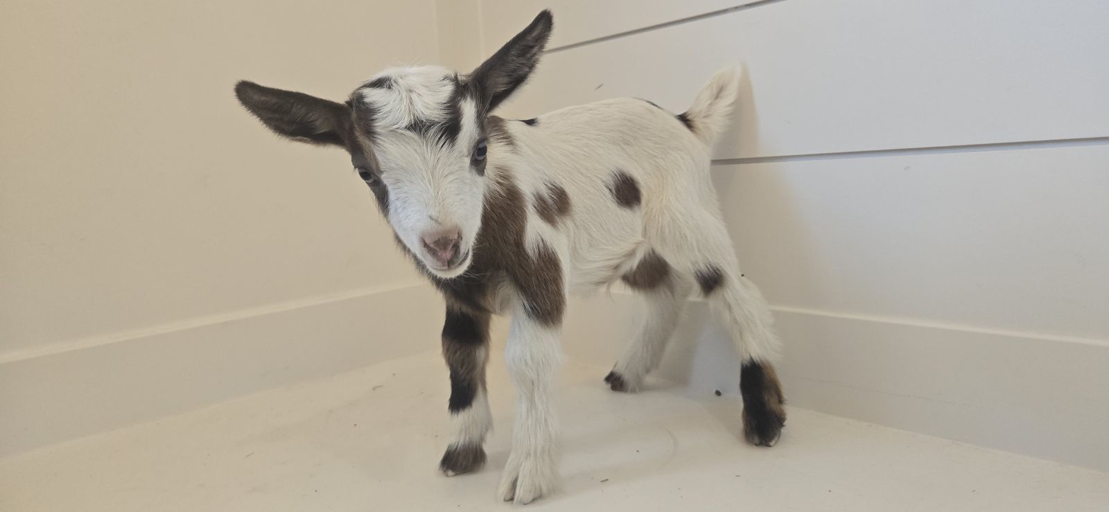 Registered Nigerian Dwarf Buckling – Ready September 29, 2026