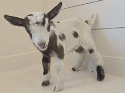 Registered Nigerian Dwarf Buckling – Ready September 29, 2026