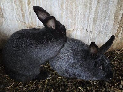 Silver Fox Rabbits Baby Bunny Bunnies buck doe