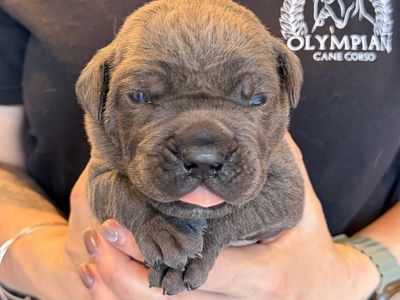 AKC Health Tested Cane Corso Puppies