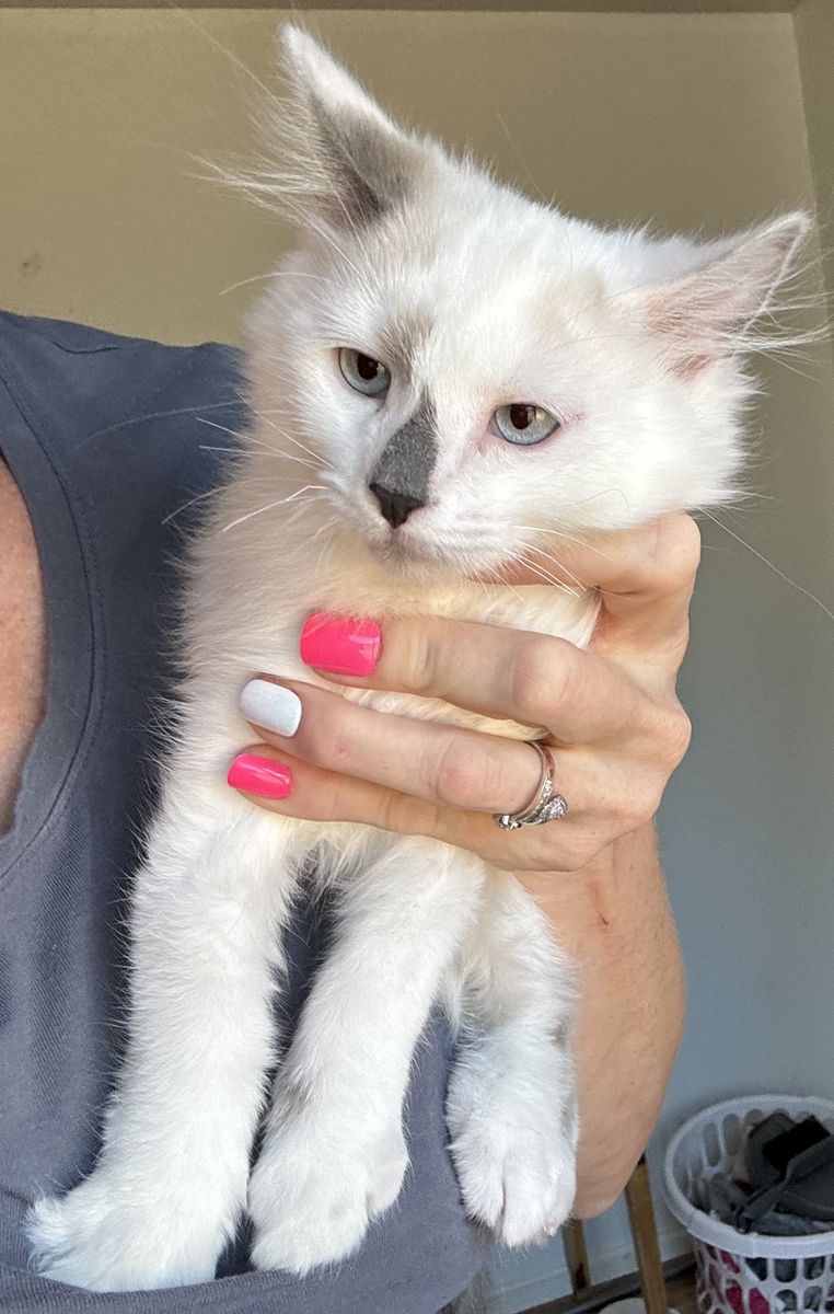 Randall kittens 12 weeks old