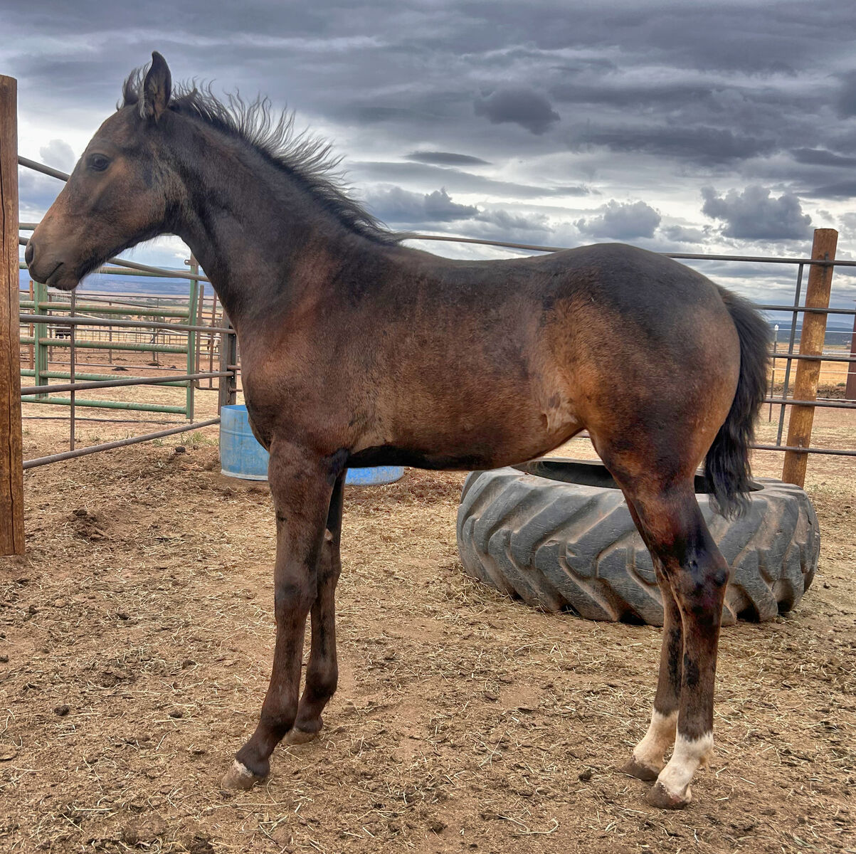 Buckskin Friesian x Knabstrupper Filly