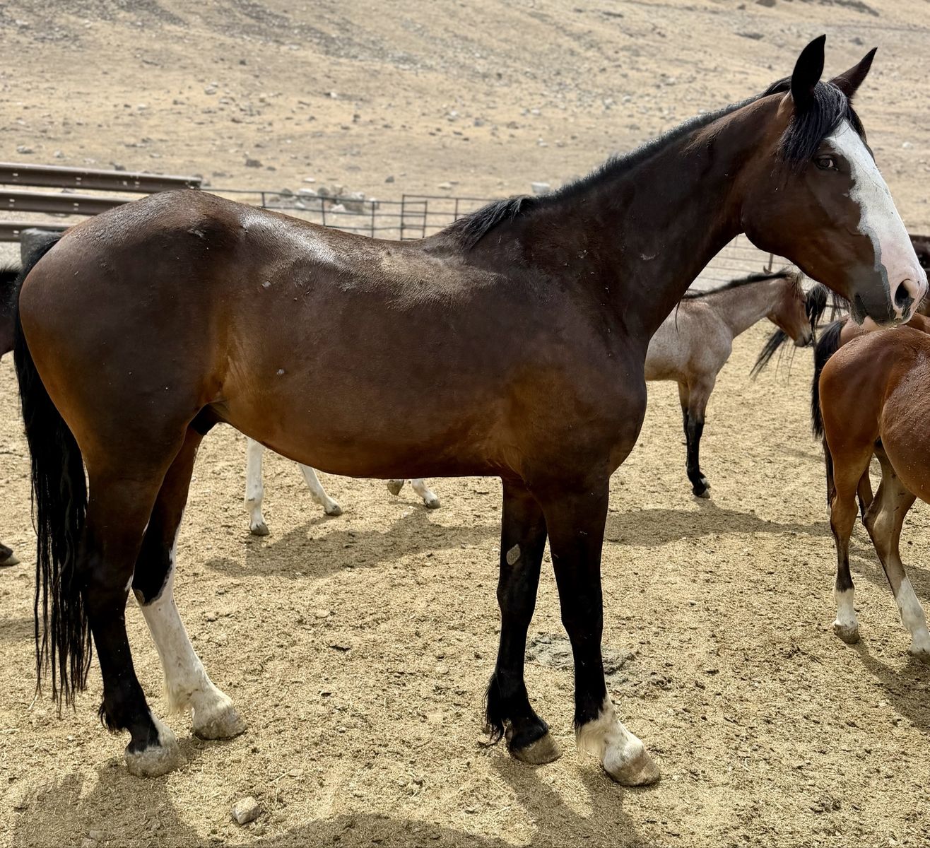 Young draft cross gelding