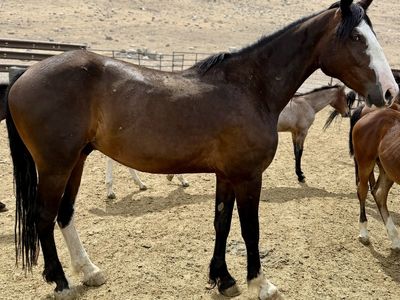 Young draft cross gelding