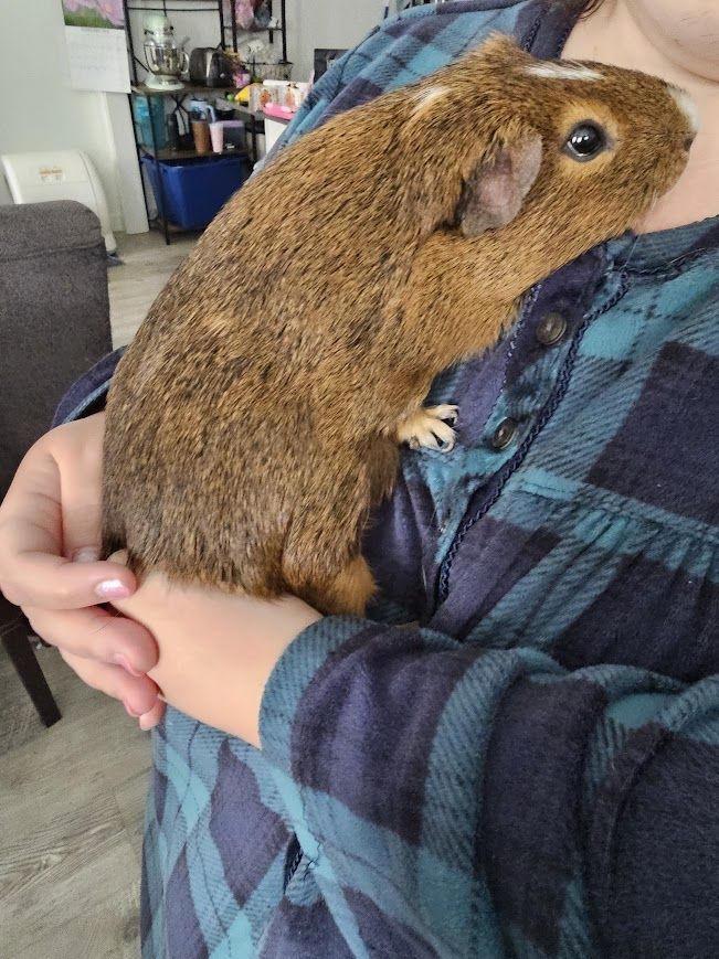 Adult Male Guinea Pig (Comes with all essentials: Hutch, Hay, Water bottles, Food etc.)