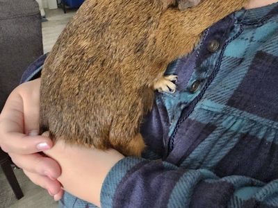 Adult Male Guinea Pig (Comes with all essentials: Hutch, Hay, Water bottles, Food etc.)