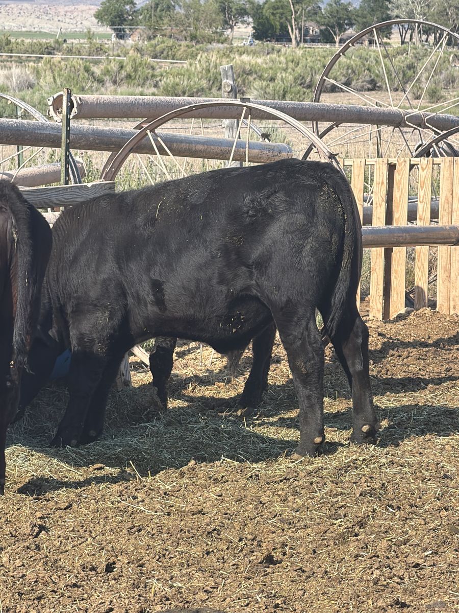 Black Angus steer