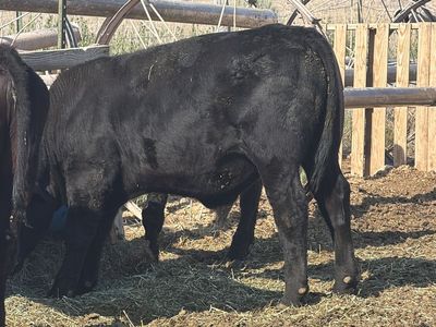 Black Angus steer