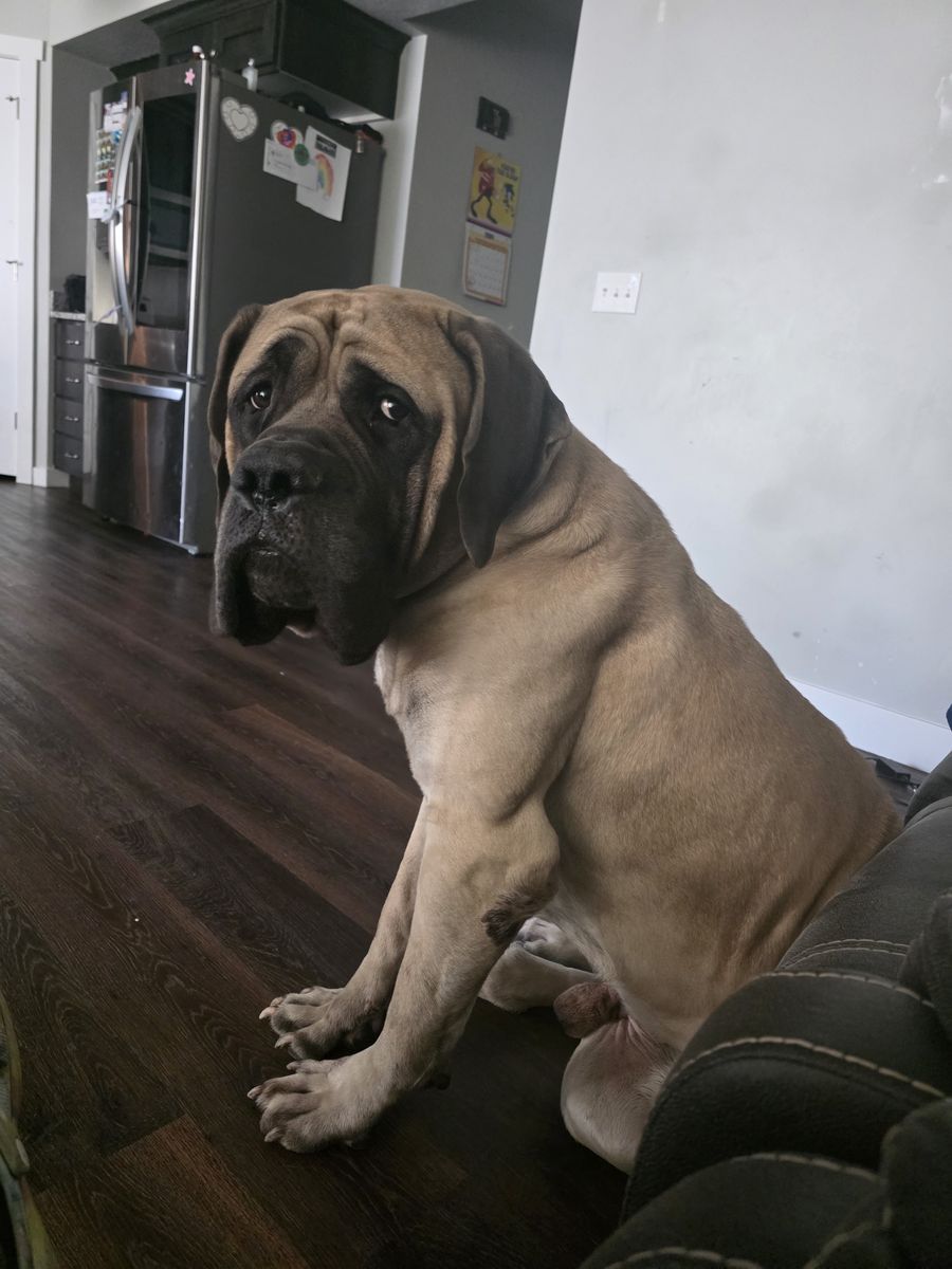 English Mastiff