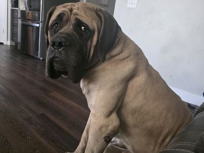 English Mastiff