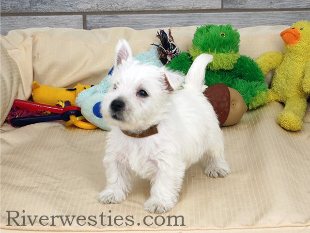 AKC West Highland Terrier puppeis (westie)