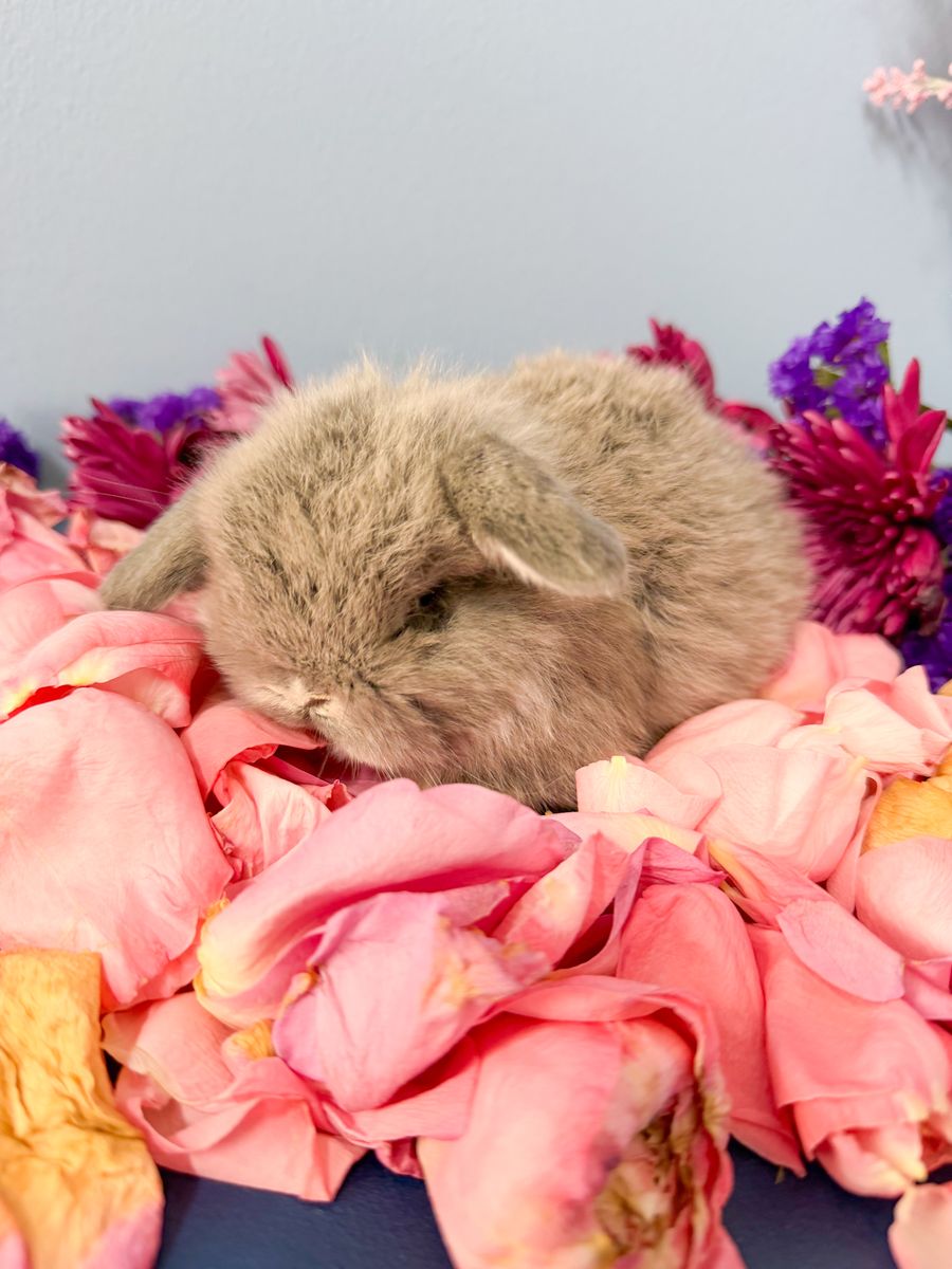 Easter Baby Bunny! Holland Lop Doe