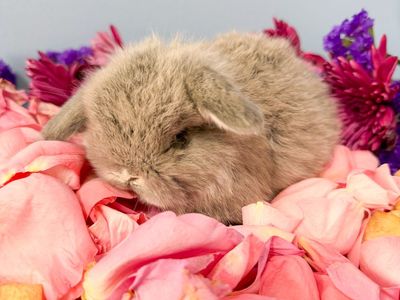 Easter Baby Bunny! Holland Lop Doe