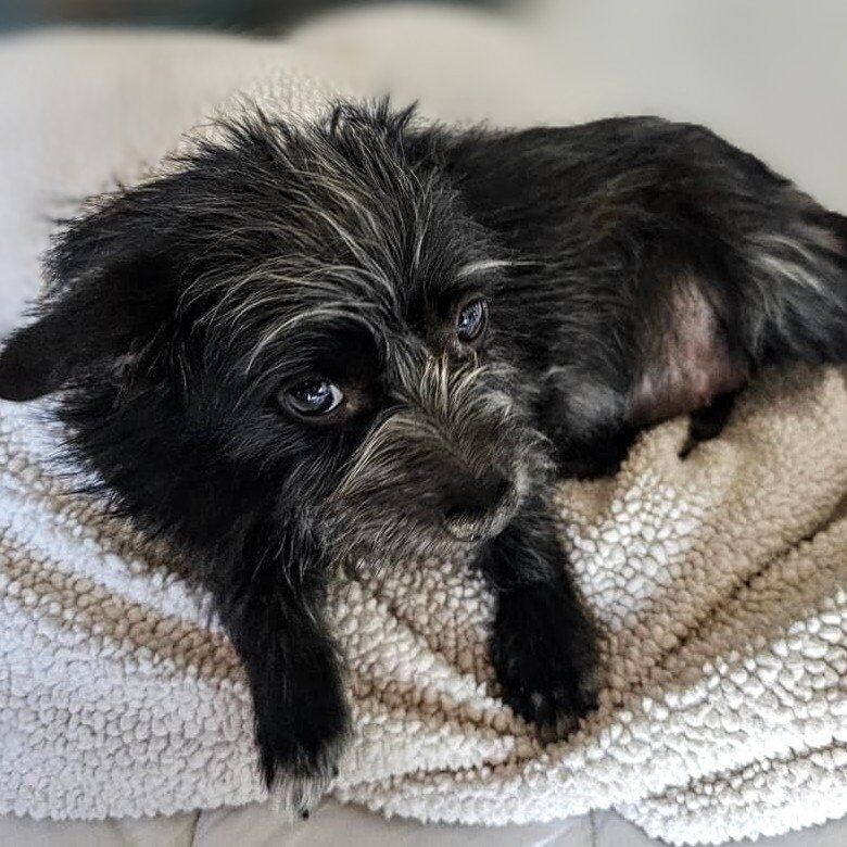 Wanda- Fancy 'lil Terrier