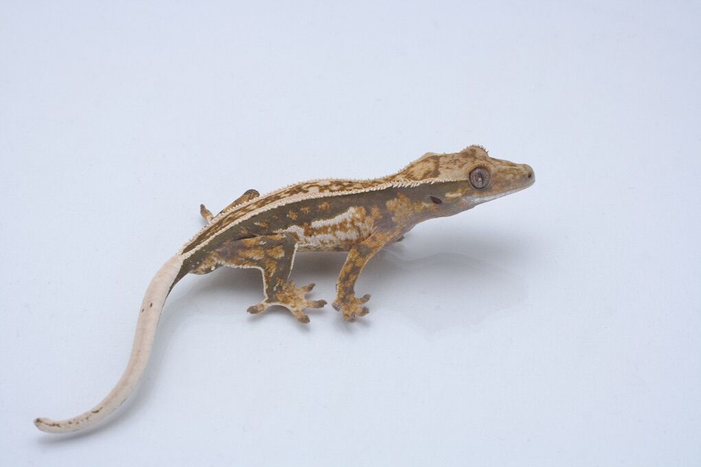 Subadult Crested Gecko