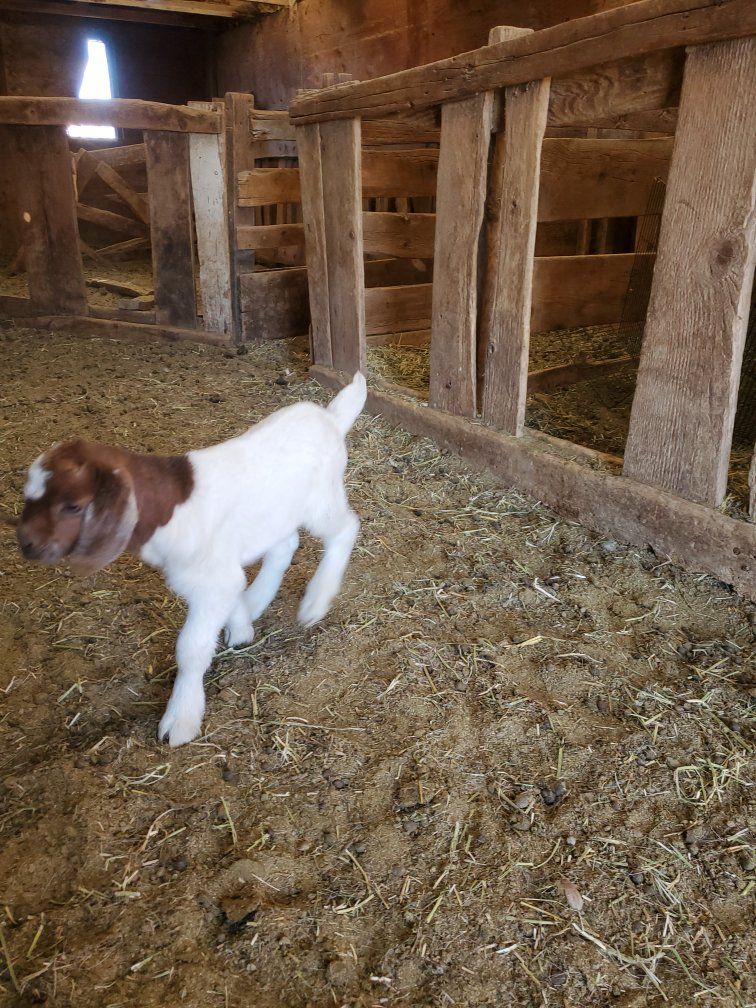 bottle fed boer bucking